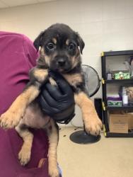 Shelter Stray Female Dog last seen Lubbock, TX 79412, Fort Worth, TX 76119