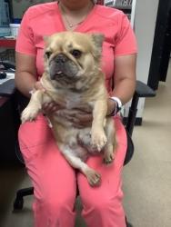 Shelter Stray Female Dog last seen Fort Worth, TX 76133, Fort Worth, TX 76119