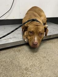 Shelter Stray Male Dog last seen , OH , Cleveland, OH 44102