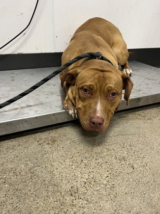 Shelter Stray Male Dog last seen , OH , Cleveland, OH 44102
