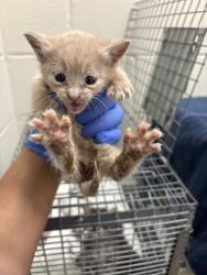 Shelter Stray Female Cat last seen Near Hooper Rd, 70818, LA, Baton Rouge, LA 70820