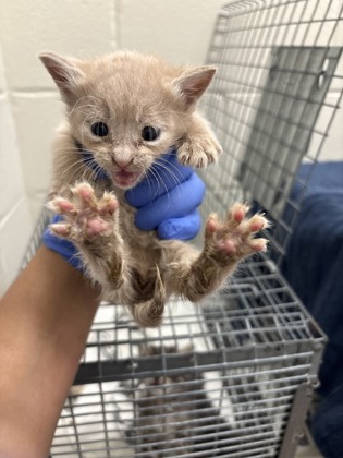 Shelter Stray Female Cat last seen Near Hooper Rd, 70818, LA, Baton Rouge, LA 70820