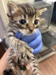 Shelter Stray Female Cat last seen Near Hooper Rd, 70818, LA, Baton Rouge, LA 70820