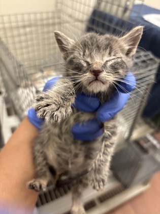 Shelter Stray Male Cat last seen Near Hooper Rd, 70818, LA, Baton Rouge, LA 70820