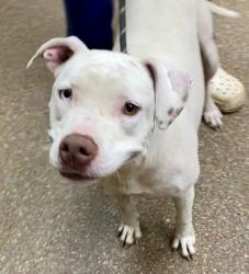 Shelter Stray Female Dog last seen North Charleston, SC 29406, North Charleston, SC 29406