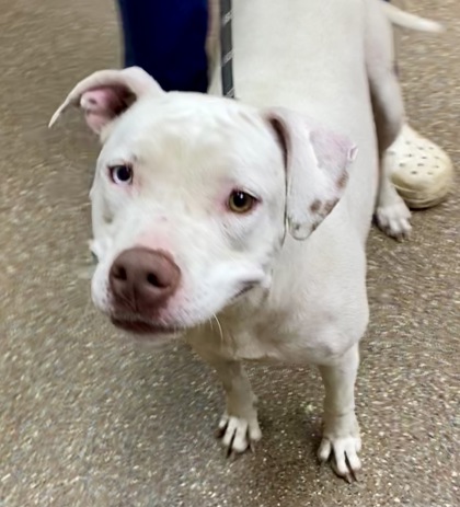 Shelter Stray Female Dog last seen North Charleston, SC 29406, North Charleston, SC 29406