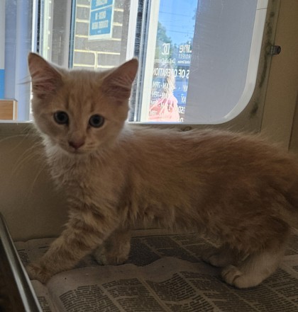 Shelter Stray Male Cat last seen Near Chamblee Dunwoody Rd, Atlanta, GA 30341, 30341, GA, Atlanta, GA 30341