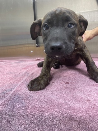Shelter Stray Female Dog last seen North Charleston, SC 29405, North Charleston, SC 29406