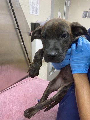 Shelter Stray Male Dog last seen North Charleston, SC 29405, North Charleston, SC 29406