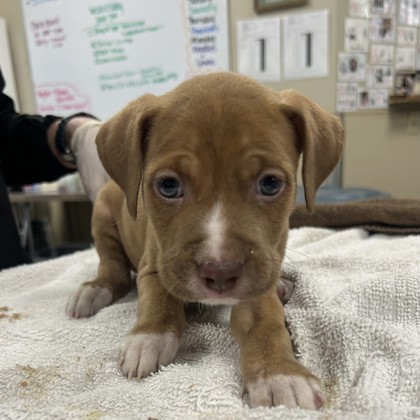 Shelter Stray Male Dog last seen Lenexa, KS 66215, Roeland Park, KS 66202