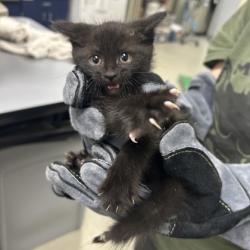 Shelter Stray Female Cat last seen Eminence Township, MO 65588, Roeland Park, KS 66202