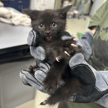 Shelter Stray Female Cat last seen Eminence Township, MO 65588, Roeland Park, KS 66202