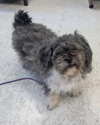 Shelter Stray Female Dog last seen Near S 300 W, MURRAY CITY, UT, 84107, Taylorsville, UT 84123