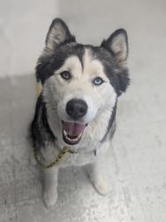 Shelter Stray Female Dog last seen Near W 800 N, SALT LAKE CITY, UT, 84116, Taylorsville, UT 84123