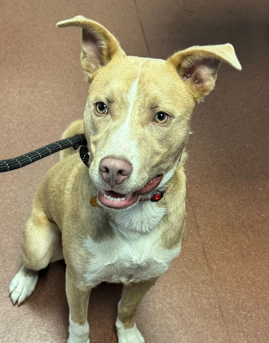Shelter Stray Male Dog last seen seen alone with Harness and leash near the railroad tracks leading to EB SPCA oak campus, OAKLAND, CA, 94621, Oakland, CA 94621