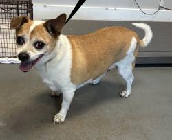 Shelter Stray Male Dog last seen Near S George Place, Magna Township, UT, 84044, Taylorsville, UT 84123