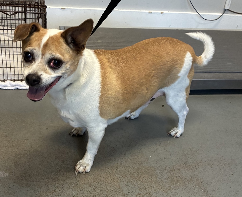 Shelter Stray Male Dog last seen Near S George Place, Magna Township, UT, 84044, Taylorsville, UT 84123