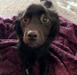 Shelter Stray Male Dog last seen NE 82nd and Killingsworth, OR, Troutdale, OR 97060
