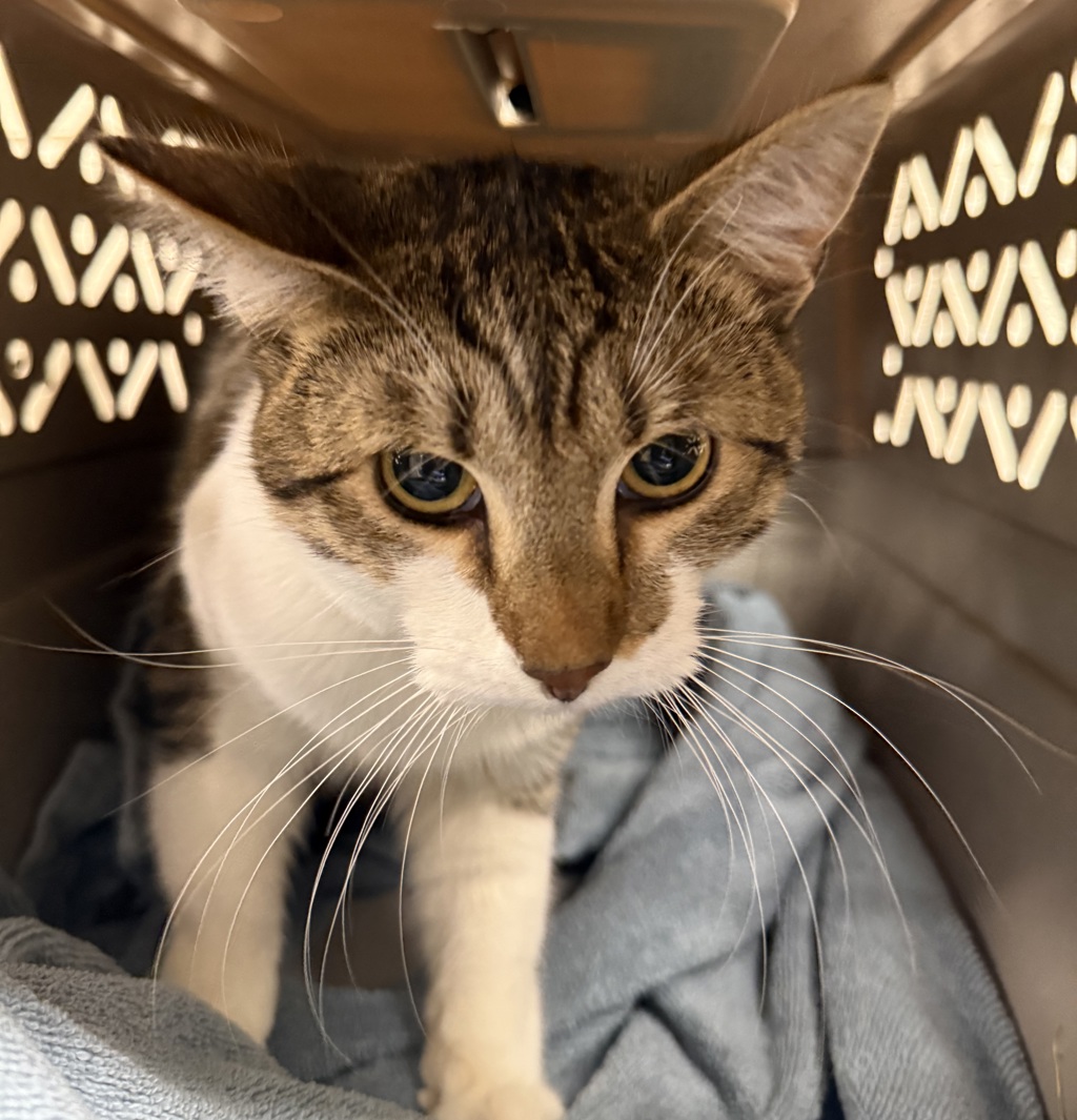 Shelter Stray Male Cat last seen OR, Troutdale, OR 97060