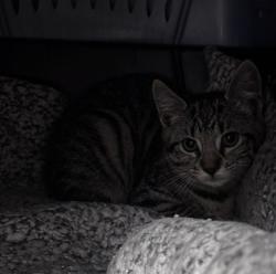 Shelter Stray Female Cat last seen Near goldenrod Street, Escondido, CA, 92027, Escondido, CA 92027