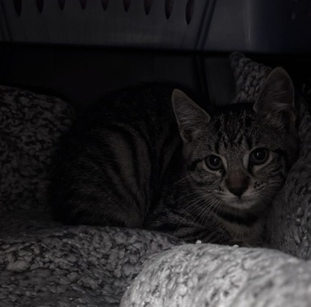 Shelter Stray Female Cat last seen Near goldenrod Street, Escondido, CA, 92027, Escondido, CA 92027