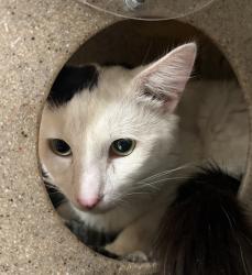 Shelter Stray Male Cat last seen OR, Troutdale, OR 97060