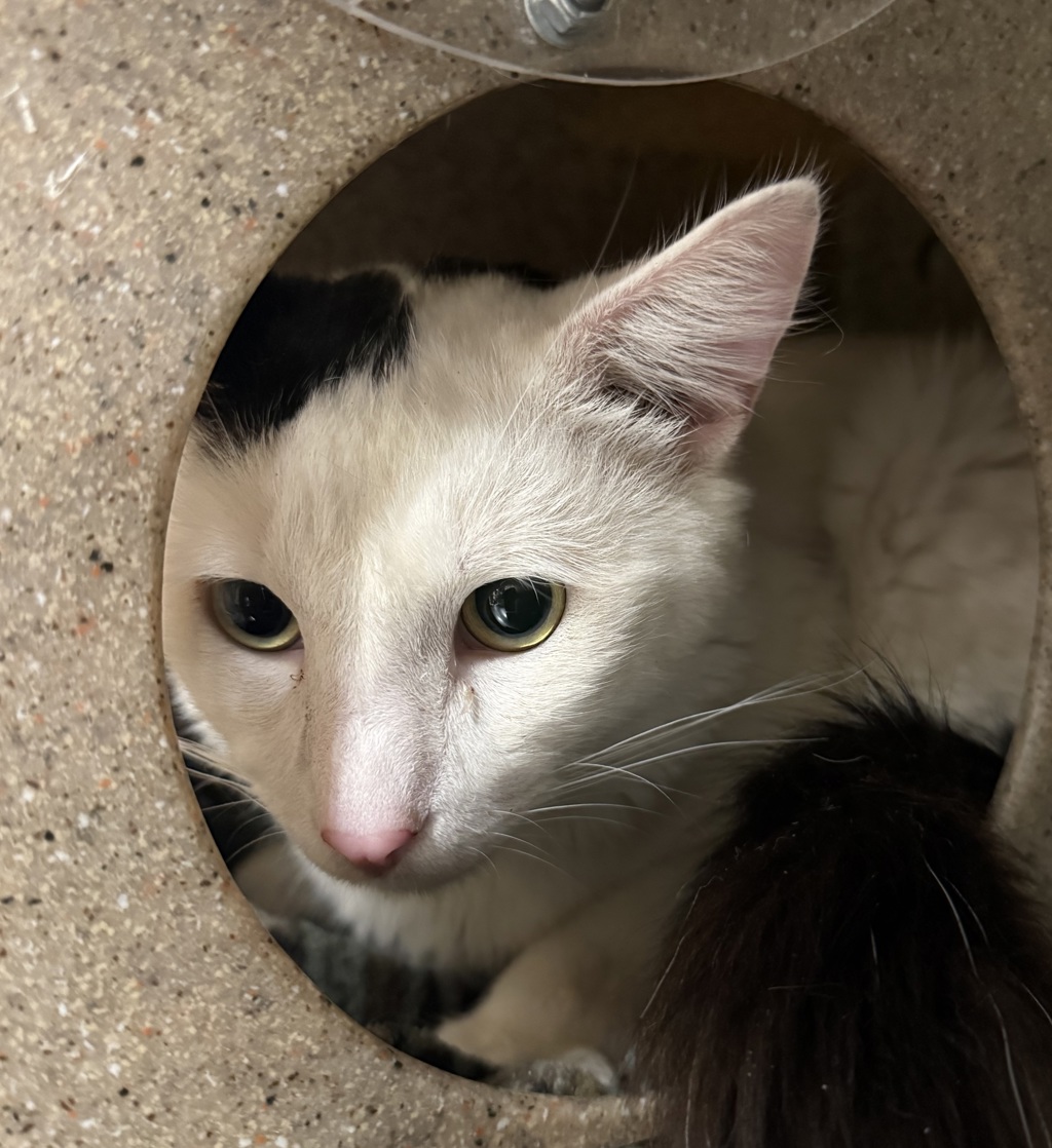 Shelter Stray Male Cat last seen OR, Troutdale, OR 97060
