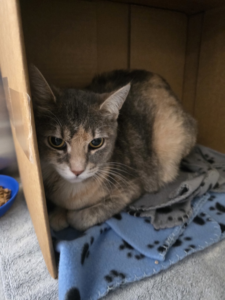 Shelter Stray Female Cat last seen Near Winston Drive, San Diego, CA, 92114, San Diego, CA 92110