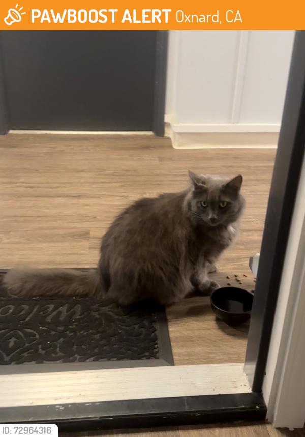 Found/Stray Unknown Cat last seen by toppers, Oxnard, CA 93035
