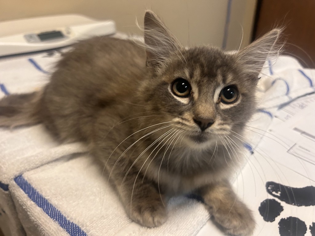 Shelter Stray Male Cat last seen Near Taylor Street, Vista, CA, 92084, Oceanside, CA 92058
