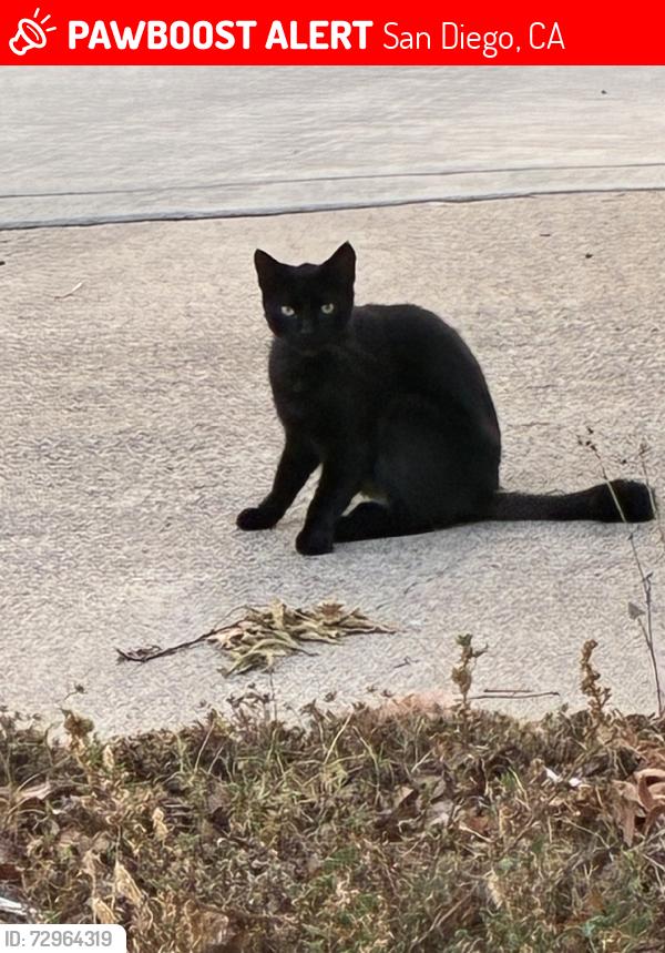 Lost Male Cat last seen Longford, San Diego, CA 92117