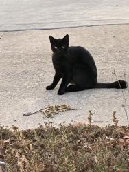 Lost Male Cat last seen Longford, San Diego, CA 92117