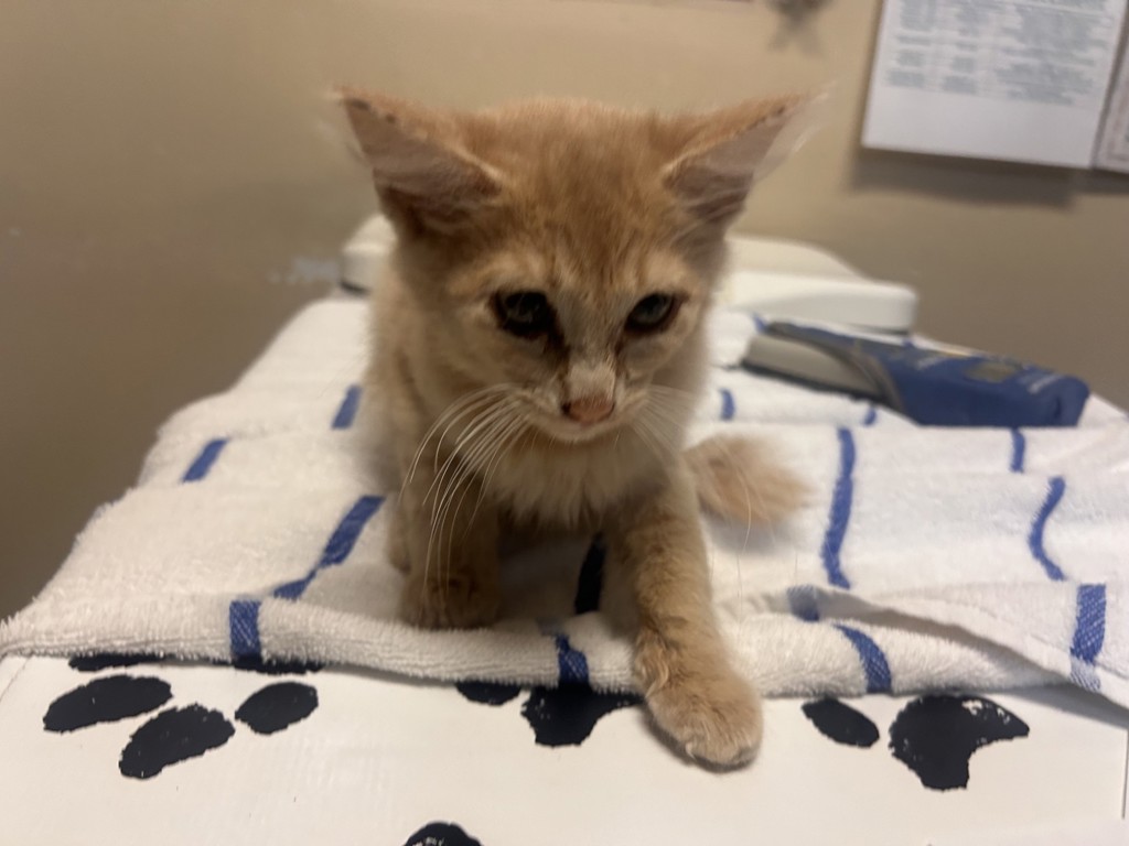 Shelter Stray Male Cat last seen Near Taylor Street, Vista, CA, 92084, Oceanside, CA 92058
