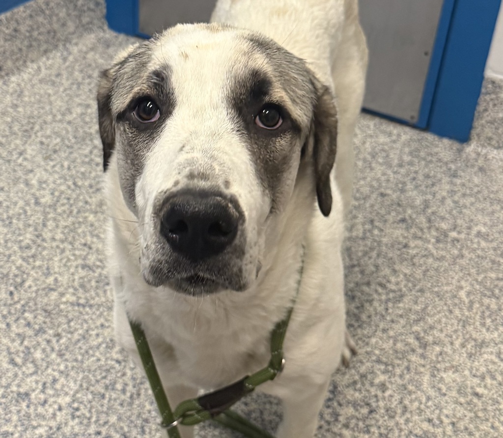 Shelter Stray Female Dog last seen W 72nd Ave & Raleigh St, Westminster, CO, 80030, Golden, CO 80401