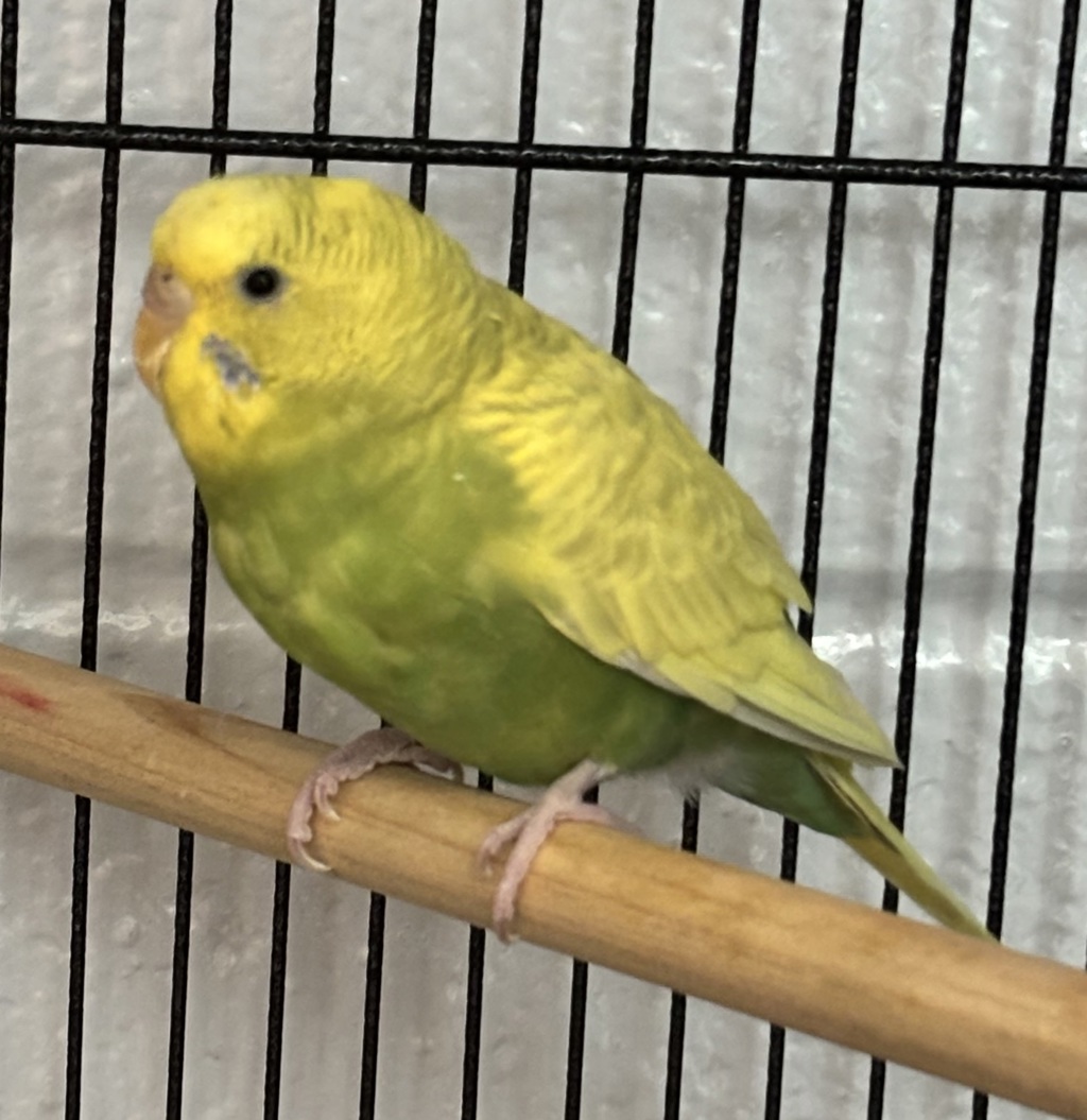 Shelter Stray Female Bird last seen Wadsworth and Crestline, Lakewood, CO, 80123, Golden, CO 80401