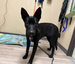 Shelter Stray Male Dog last seen Melba Road, Encinitas, CA, 92024, Oceanside, CA 92058