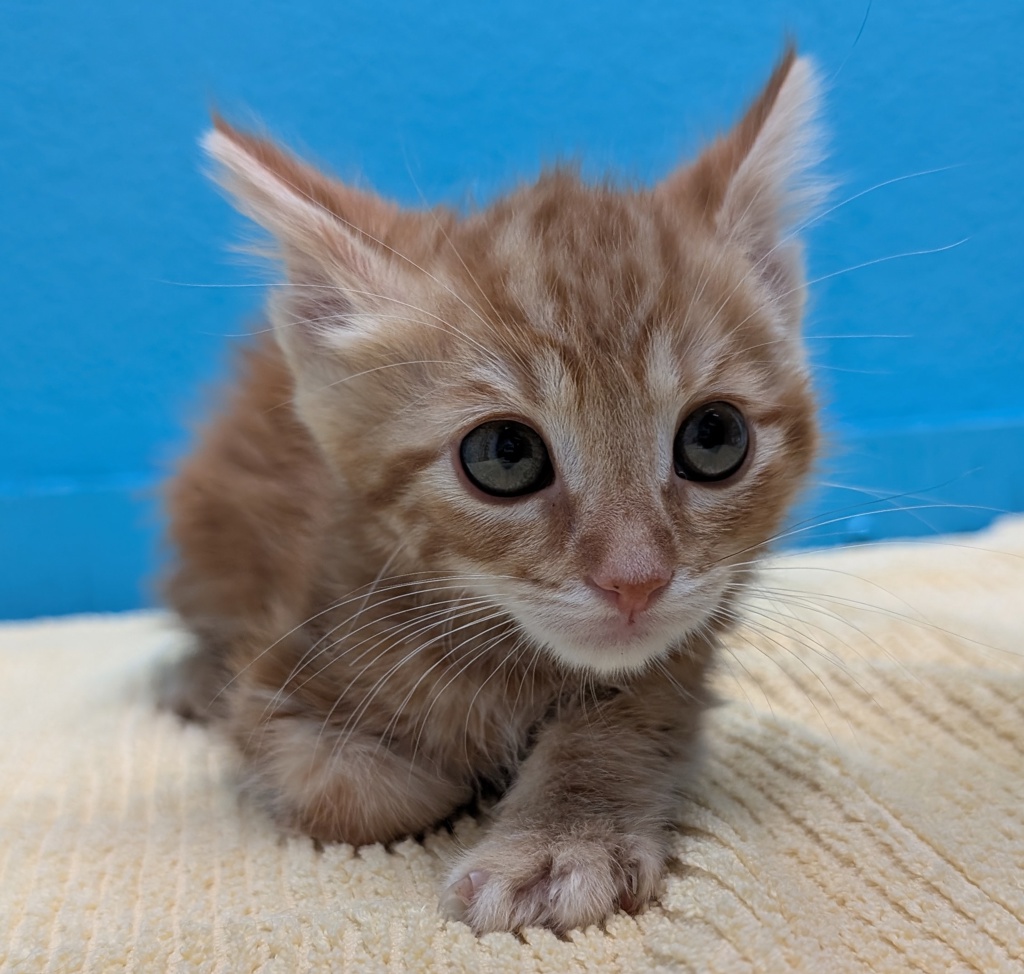 Shelter Stray Male Cat last seen Near W 11th Avenue, Escondido, CA, 92025, Escondido, CA 92027