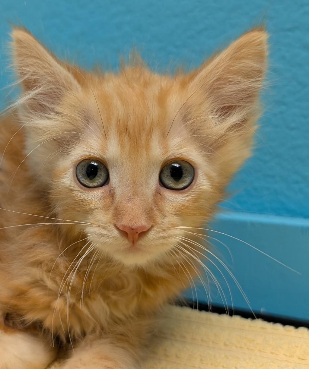 Shelter Stray Male Cat last seen Near W 11th Avenue, Escondido, CA, 92025, Escondido, CA 92027