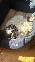 Lost Female Dog last seen Grand Canyon , Las Vegas, NV 89148