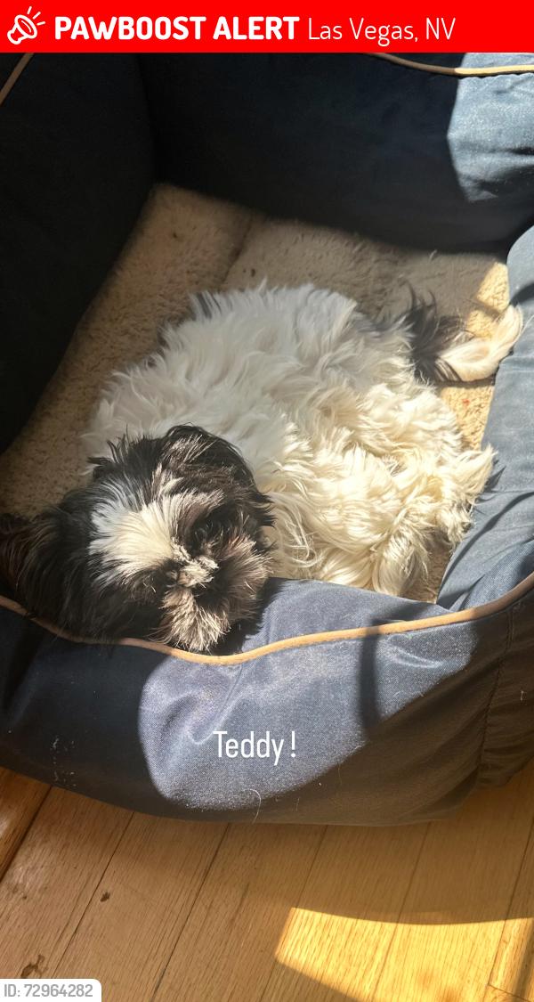 Lost Female Dog last seen Grand Canyon , Las Vegas, NV 89148