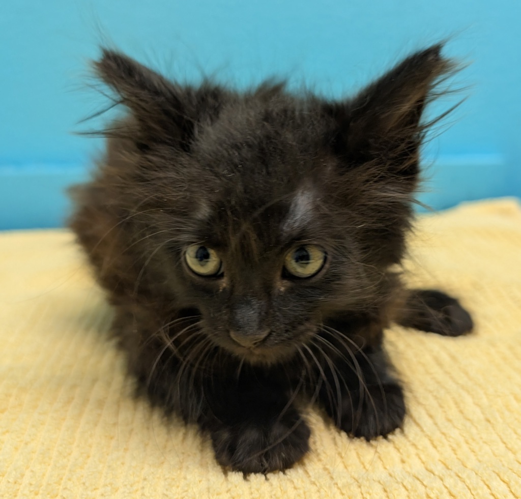 Shelter Stray Male Cat last seen Near W 11th Avenue, Escondido, CA, 92025, Escondido, CA 92027