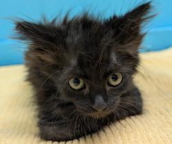 Shelter Stray Female Cat last seen Near W 11th Avenue, Escondido, CA, 92025, Escondido, CA 92027
