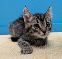 Shelter Stray Female Cat last seen Near W 11th Avenue, Escondido, CA, 92025, Escondido, CA 92027