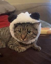 Lost Male Cat last seen Shannon and hop down, Tucson, AZ 85742