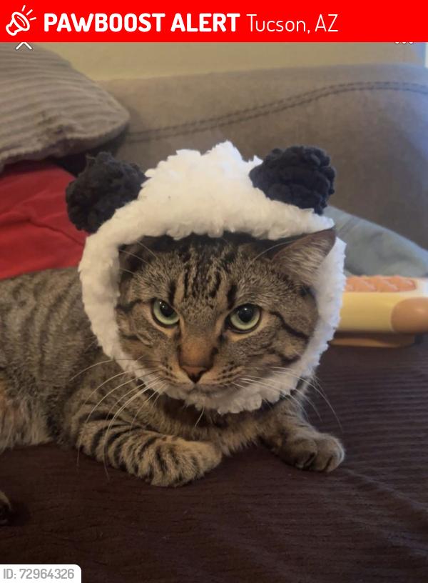 Lost Male Cat last seen Shannon and hop down, Tucson, AZ 85742