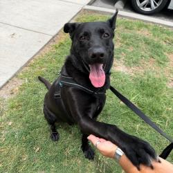 Shelter Stray Male Dog last seen , Tampa, FL 33607