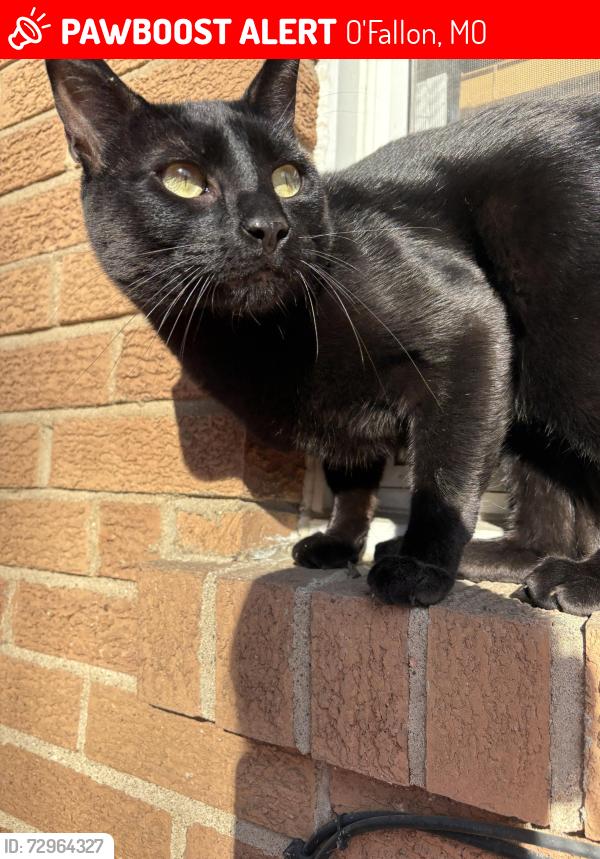 Lost Male Cat last seen Near cordes street , O'Fallon, MO 63366