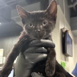 Shelter Stray Male Cat last seen , Tampa, FL 33607