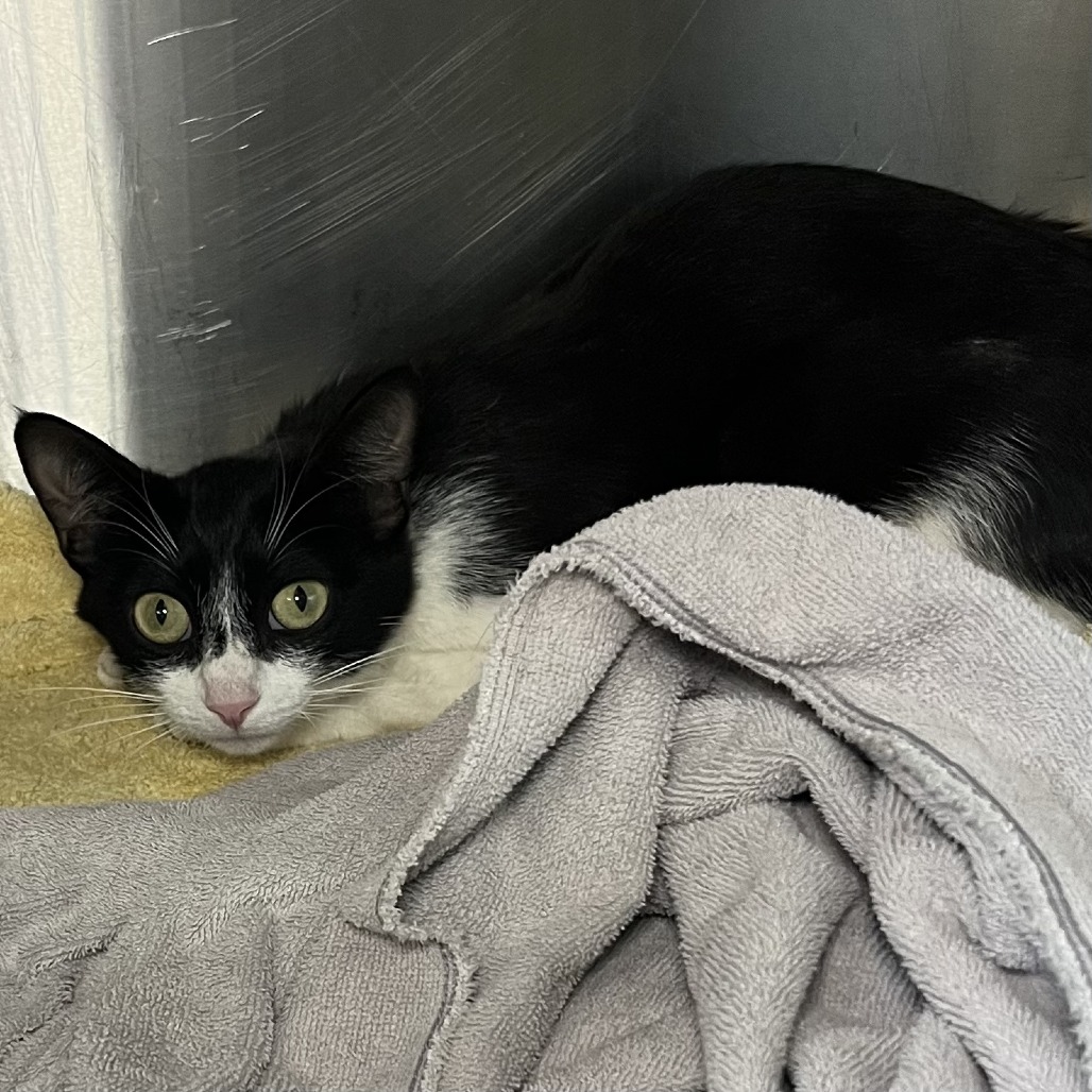 Shelter Stray Female Cat last seen , Palm Springs, CA 92264