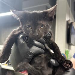 Shelter Stray Female Cat last seen , Tampa, FL 33607